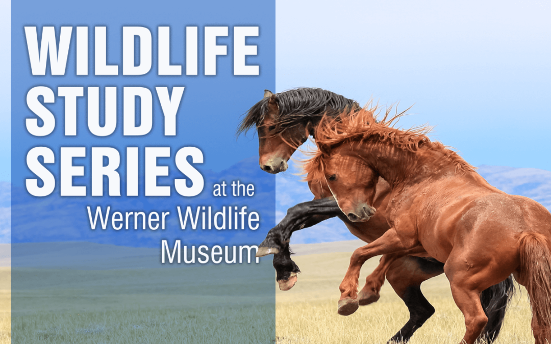 Mustangs of Wyoming’s Red Desert Topic of Presentation