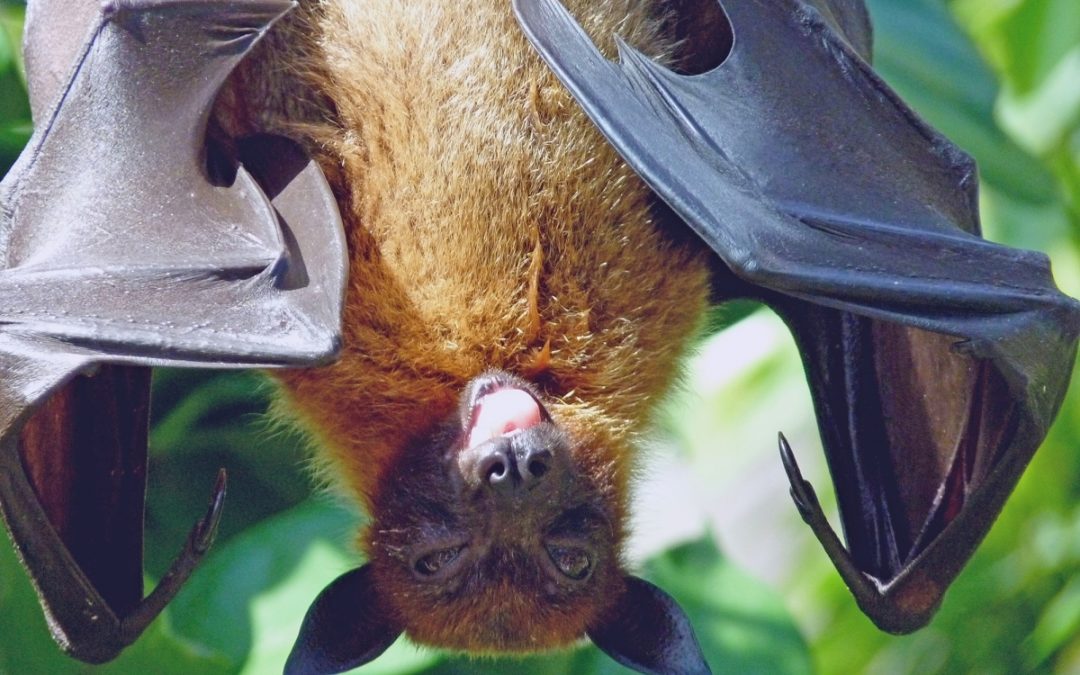 Kovacs Discusses Bats at Next Wildlife Series