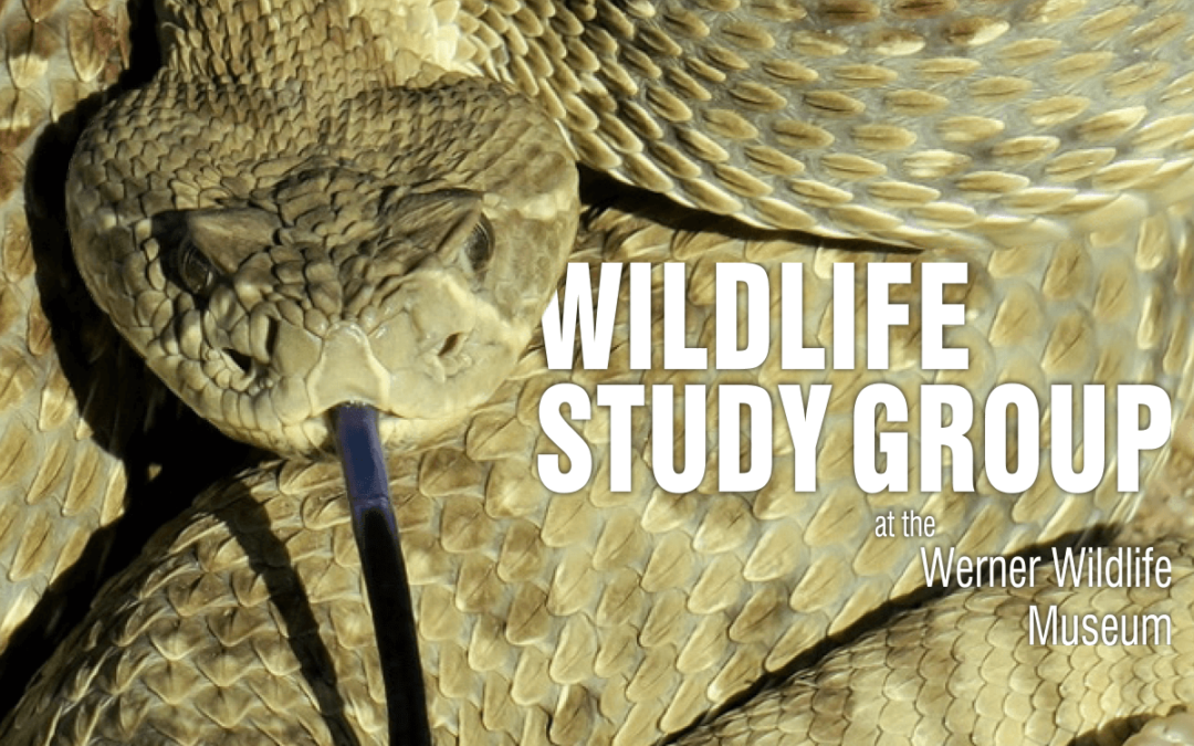 Study Group Takes on Snakes at Next Gathering