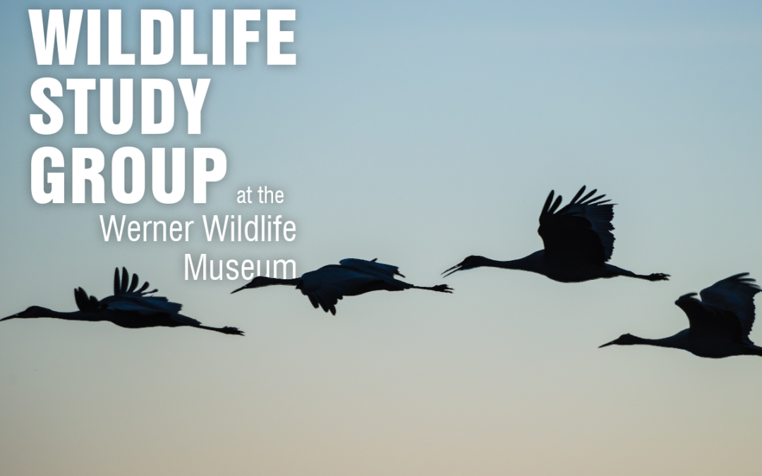Sandhill Cranes Focus of Next Wildlife Study Group