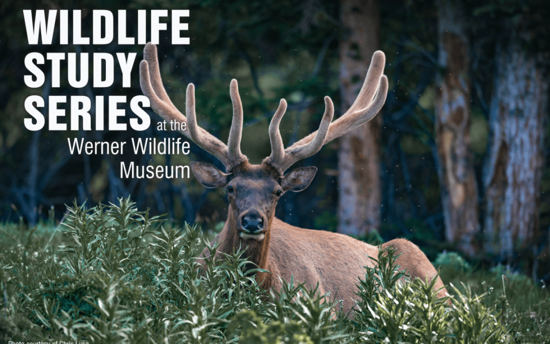 Wildlife Photography, encounters and experiences