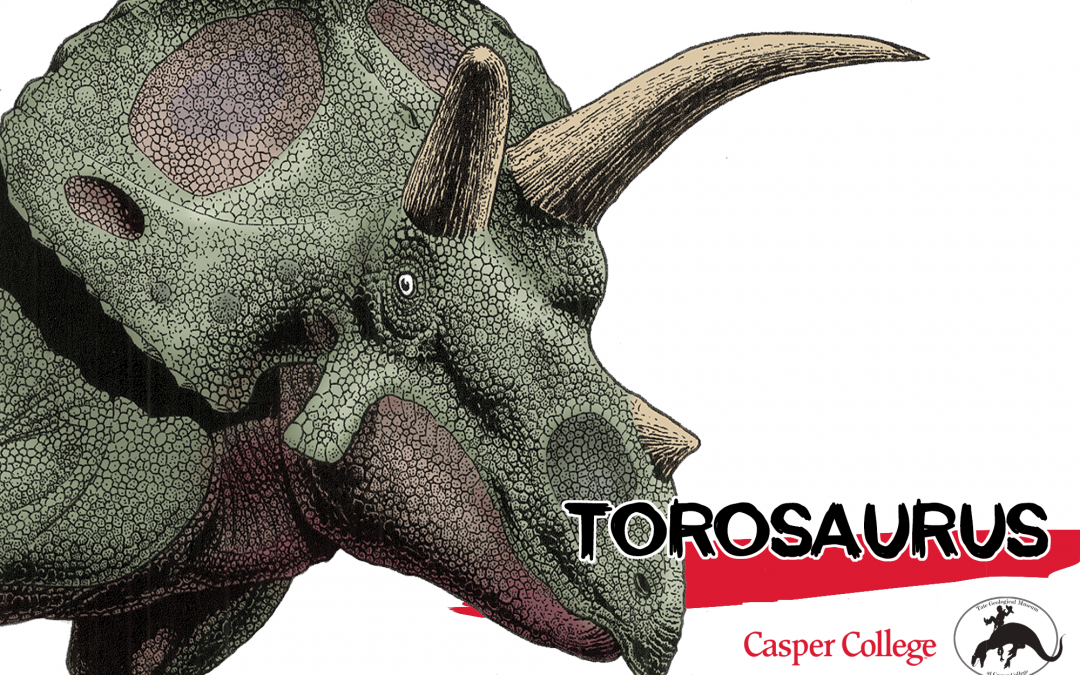 Rare Torosaurus skull debuts at Tate