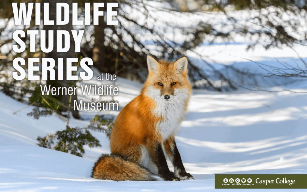 How wildlife survive winter topic of November study series