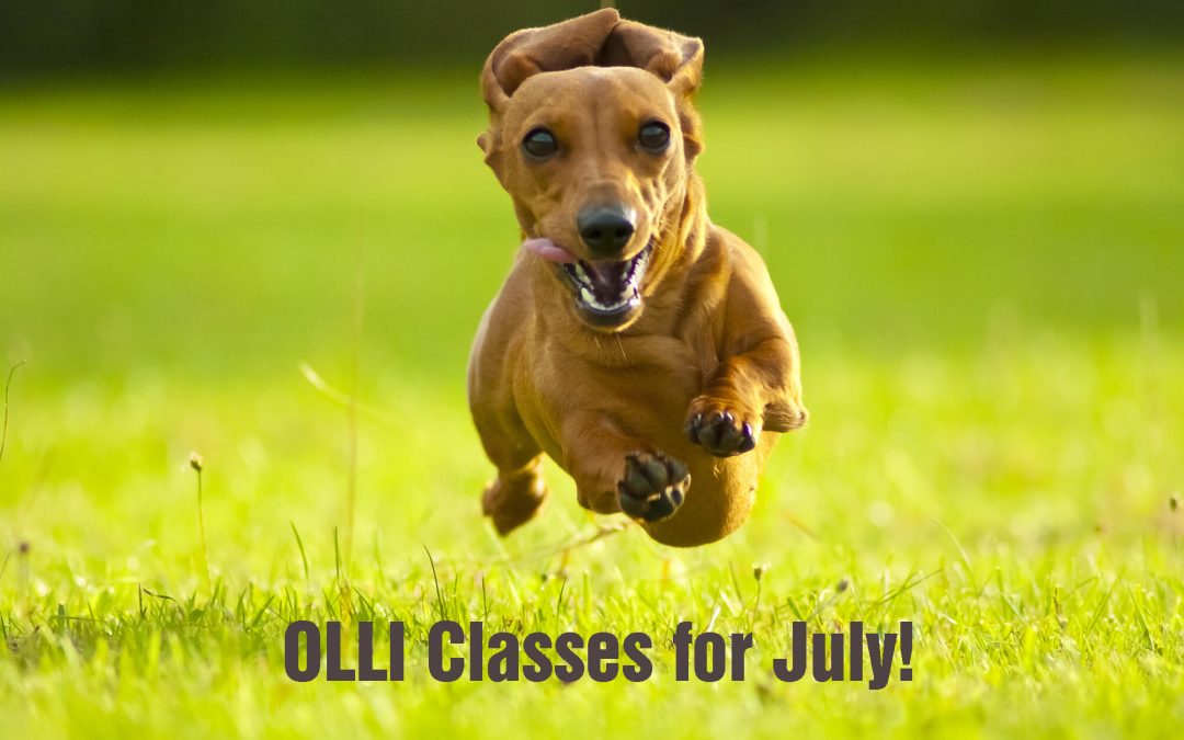 July classes for OLLI abound