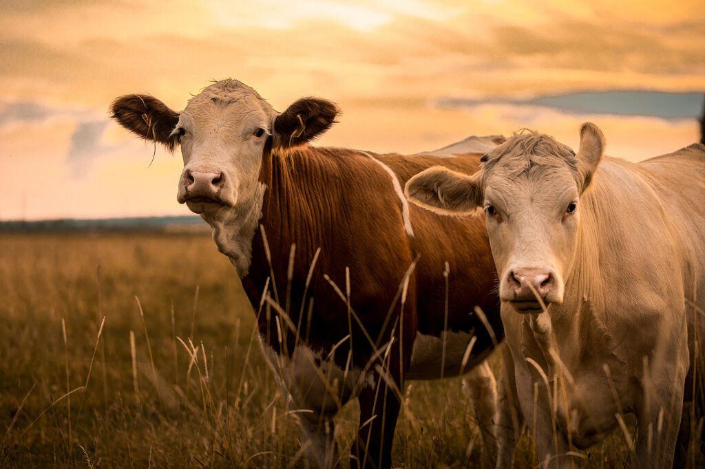 Photo of two cows in a field.