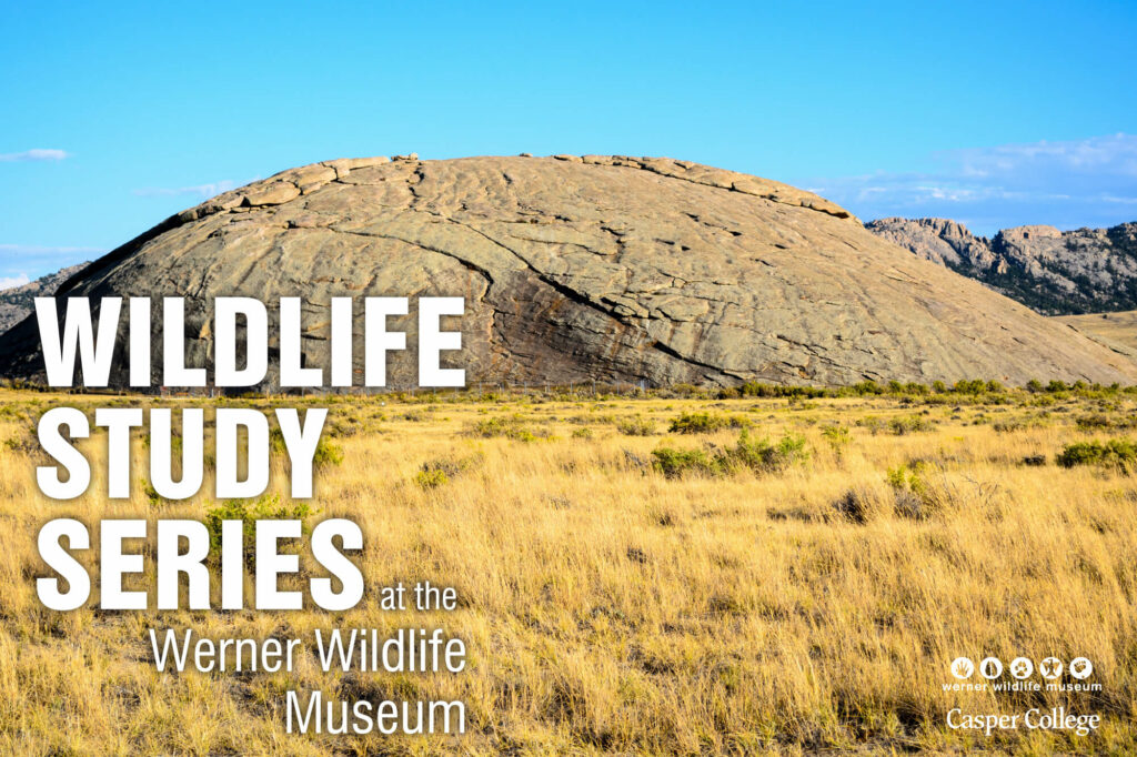 Image for the summer 2022 Werner Wildlife Study Series.