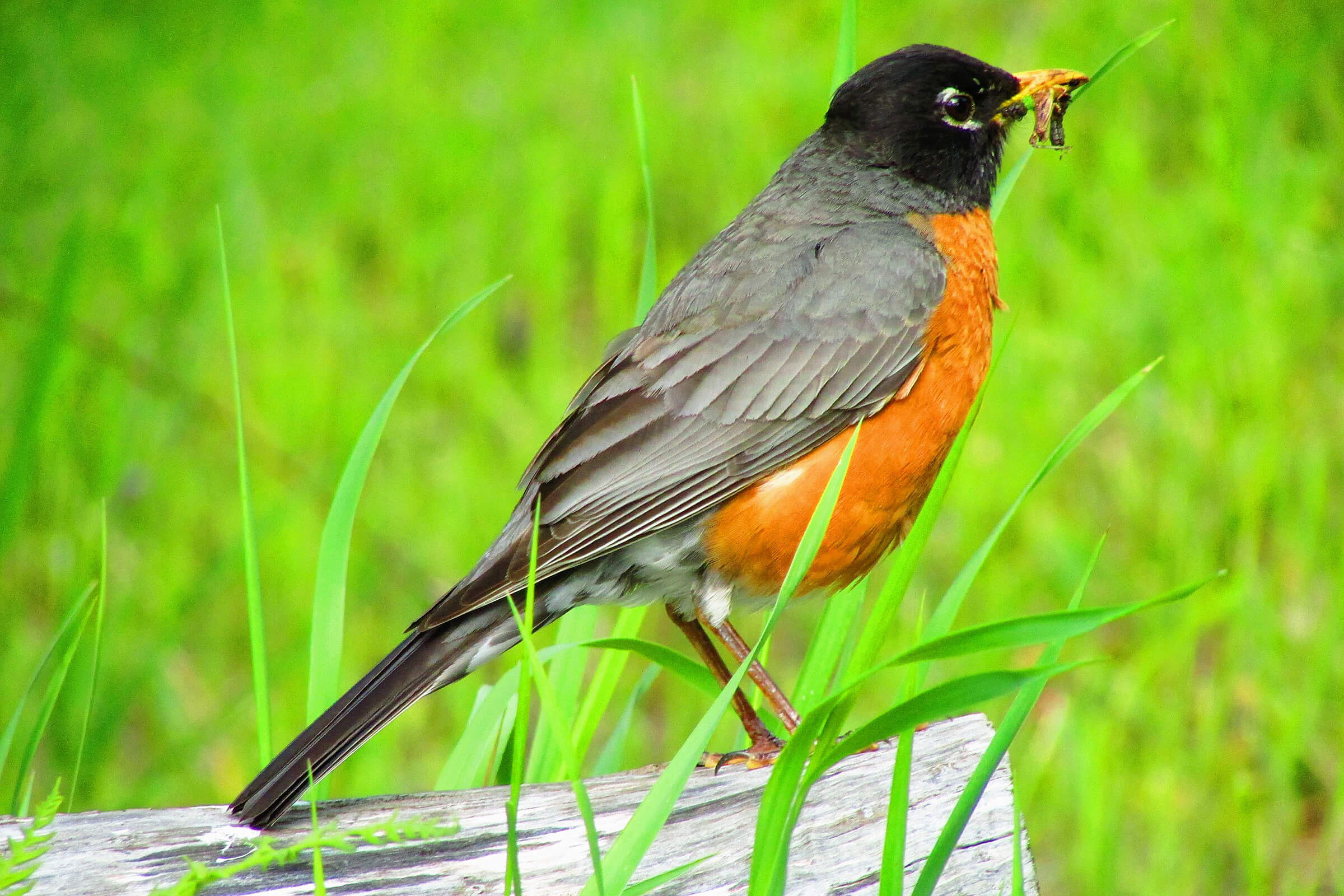 Color of a robin with a worm in the grass.