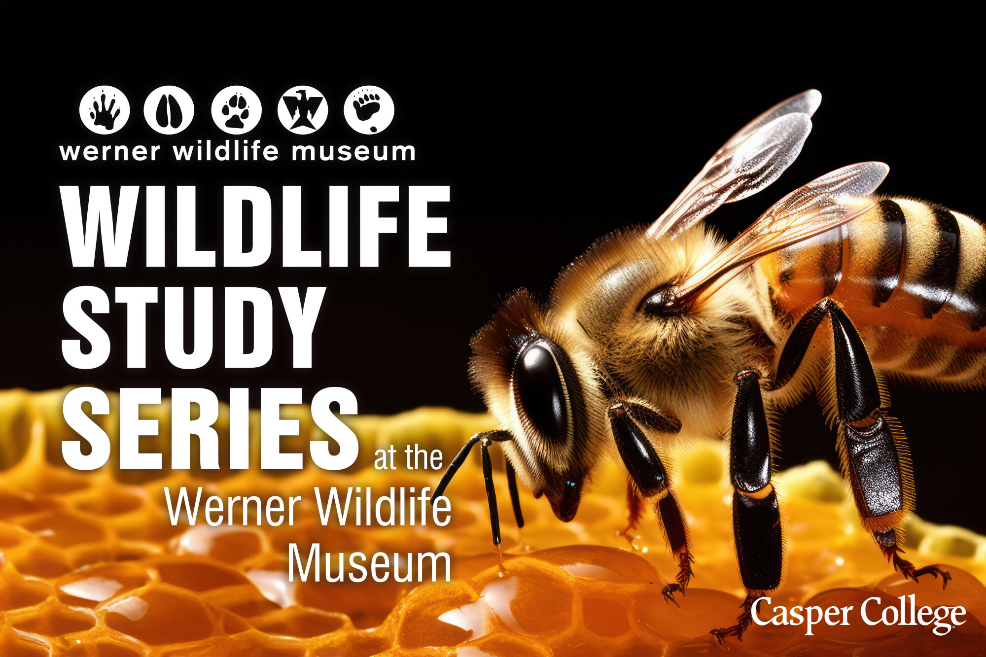 Image for May, June, and July Werner Wildlife Series press releases.