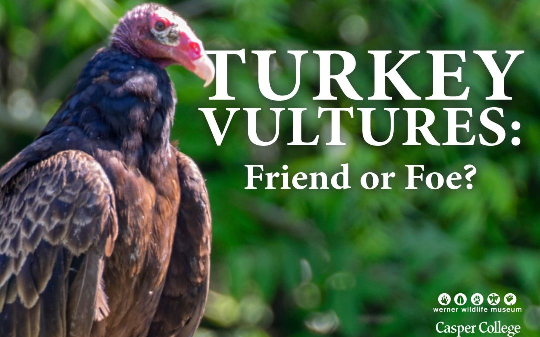 July Werner Wildlife: ‘Turkey Vultures: Friend or Foe’