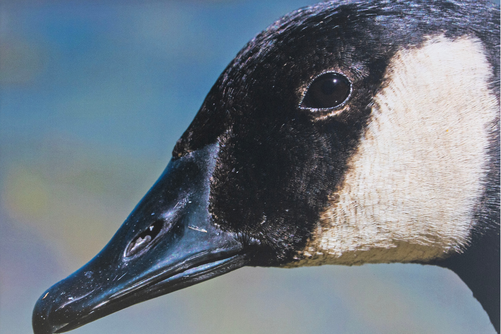 Photo of the head of a goose for a press release.