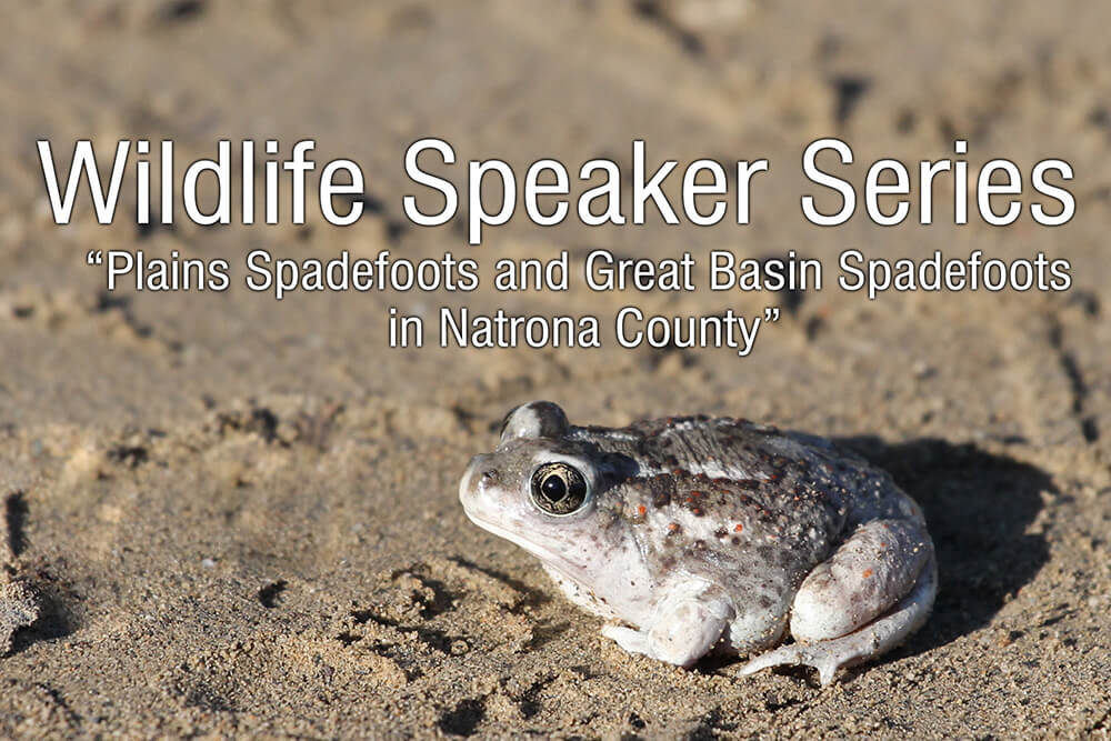 Plains and Great Basin spadefoots topic of Feb. 18 Werner Wildlife Series