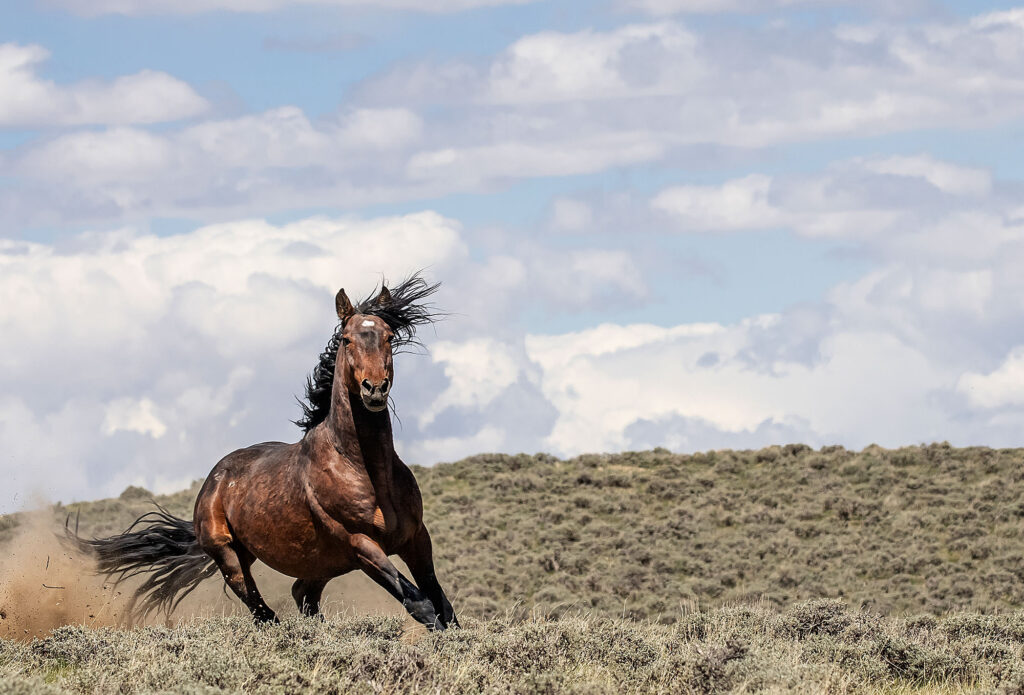 Photo of a wild mustang running on the Wyoming Prairie taken by Chad Hanson. Used as an illustration for a press release.