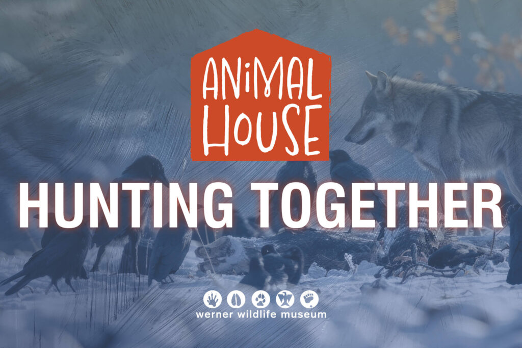 Created image for July 2025 Summer Animal House press release.