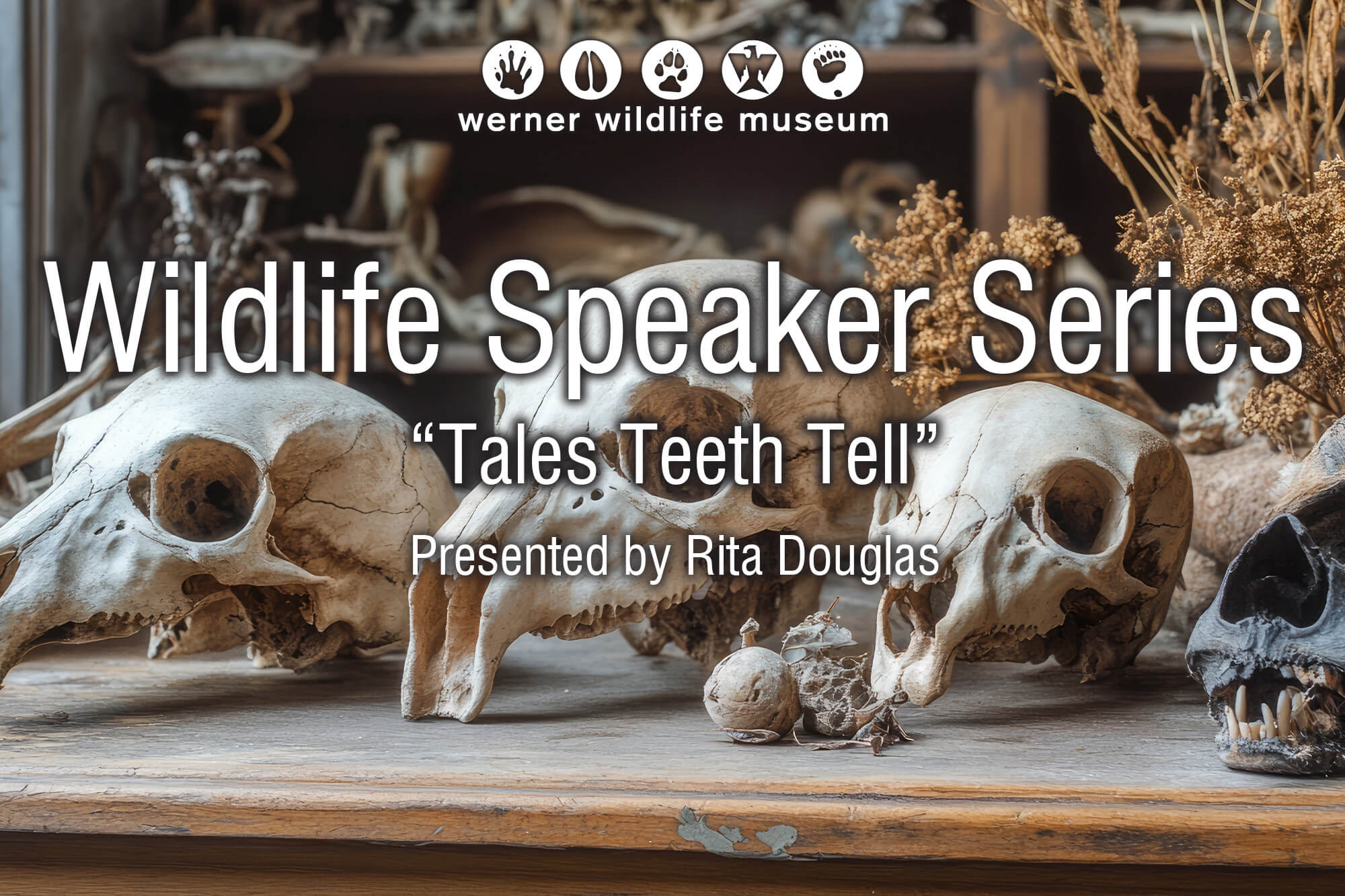Photo of animal skulls with the words Wildlife Speaker Series "Tales Teeth Tell."