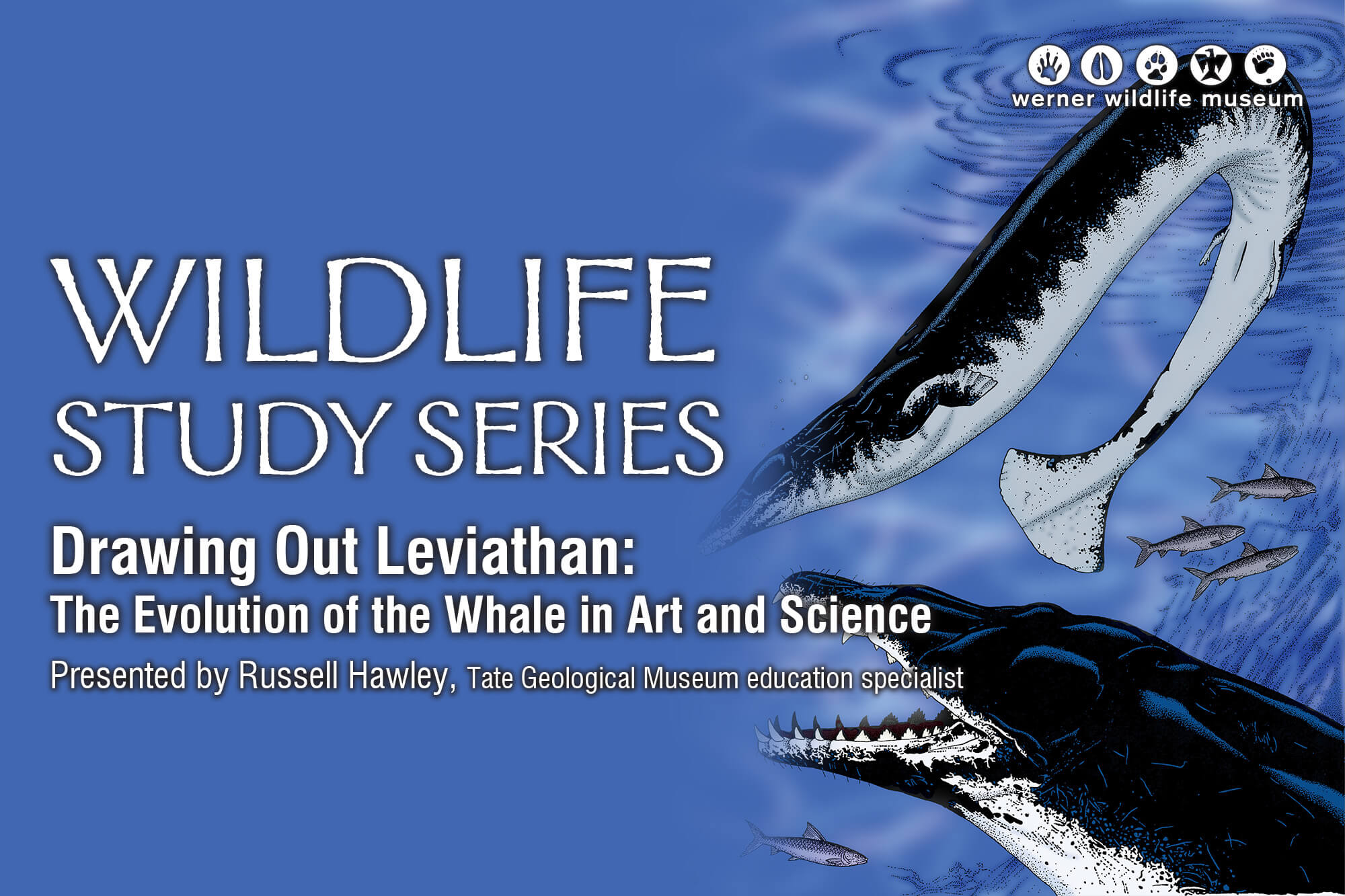 Image of prehistoric creatures swimming with the words "Wildlife Study Series."