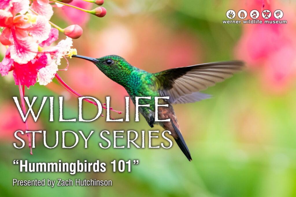 Photo of a green hummingbird getting nectar from a flower with the words "Wildlife Study Series 'Hummingbirds 101' Presented by Zach Hutchinson" to accompany the press release.