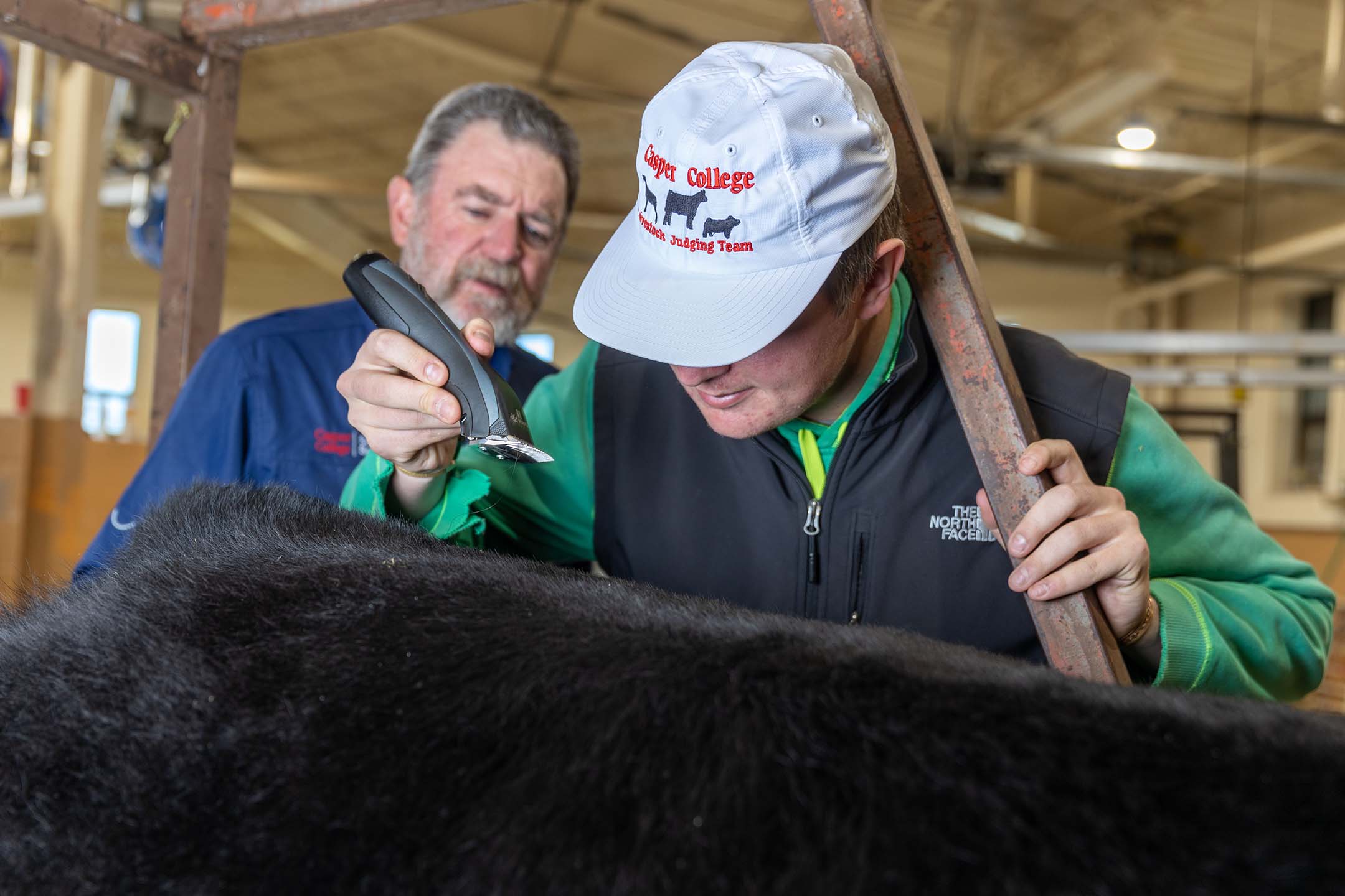 Agriculture student shaving a cow with an instructor watching
