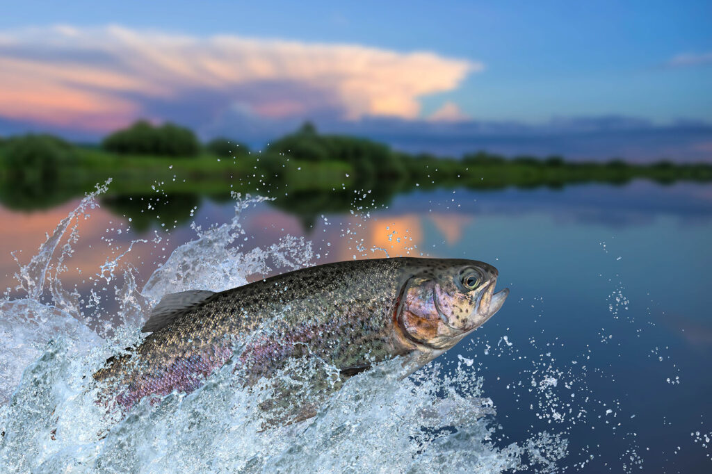 A fish jumping out of a lake at sunset highlighting the Casper College Wildlife Study Series presentation on raising fish in Wyoming.