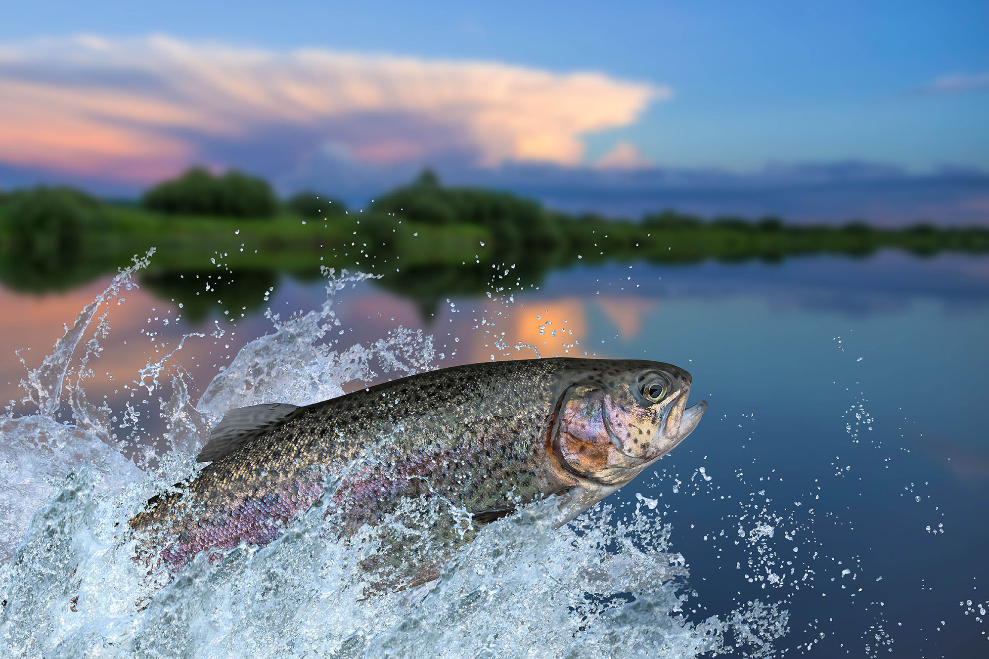 A fish jumping out of a lake at sunset highlighting the Casper College Wildlife Study Series presentation on raising fish in Wyoming.