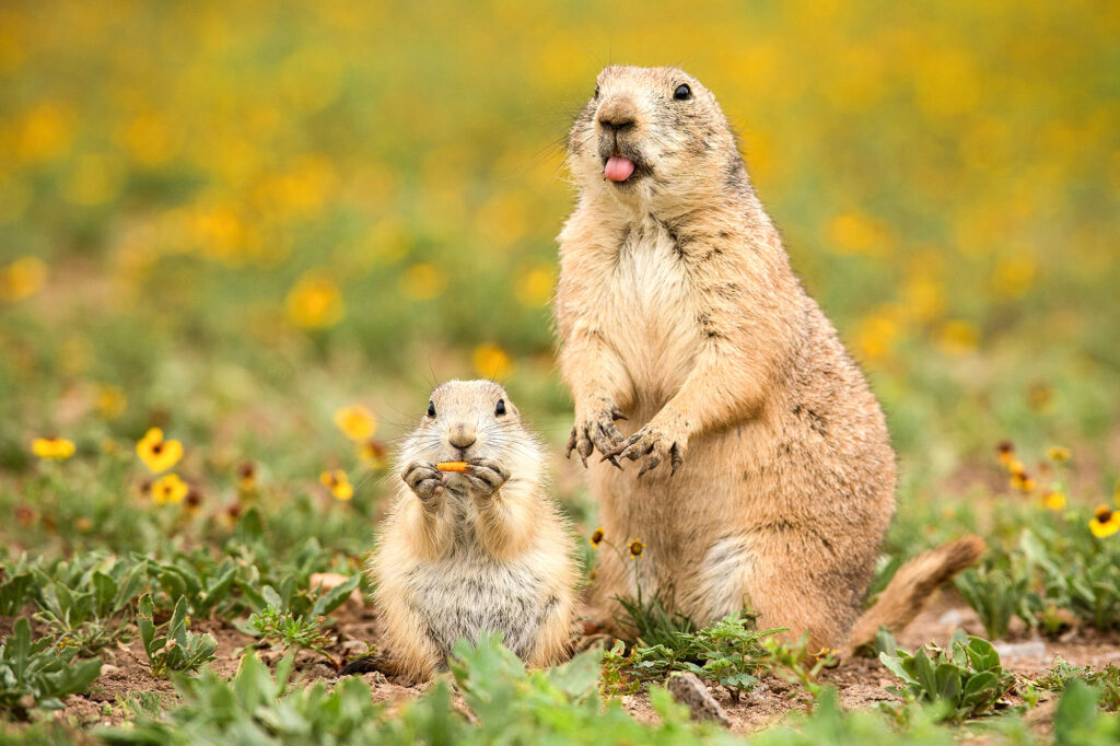 Two black-tailed prairie dogs in a field of wildflowers featured for the Wildlife Study Series talk.