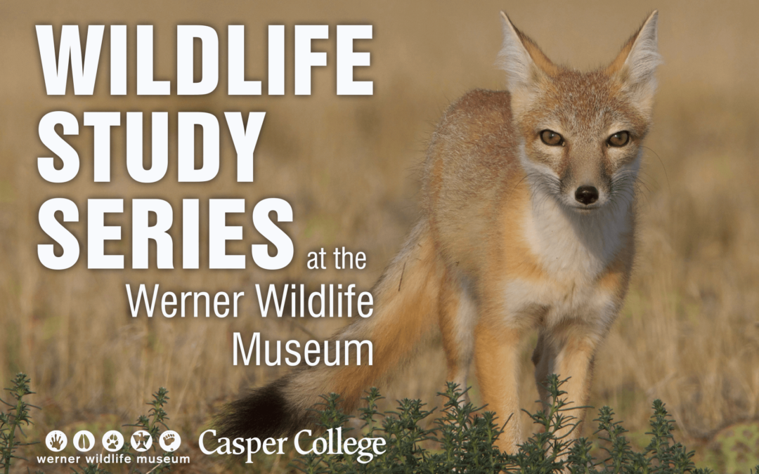 ‘Painting Nature’ topic for November wildlife series